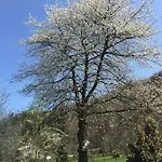 Il Ciliegio Di