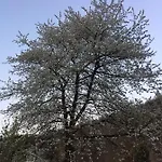 Nocleg ze śniadaniem Il Ciliegio Di 3*