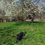 Il Ciliegio Di Lurisia