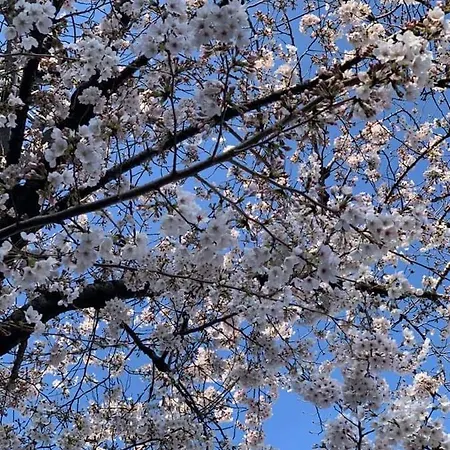 Frühstückspension Il Ciliegio Di Lurisia