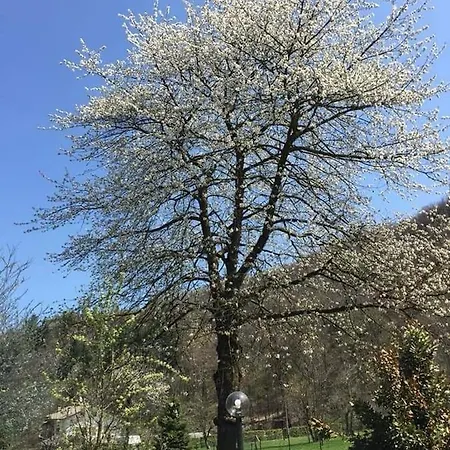 Il Ciliegio Di