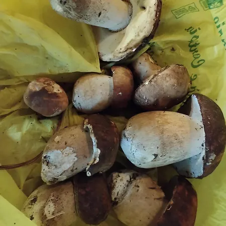 Frühstückspension Il Ciliegio Di