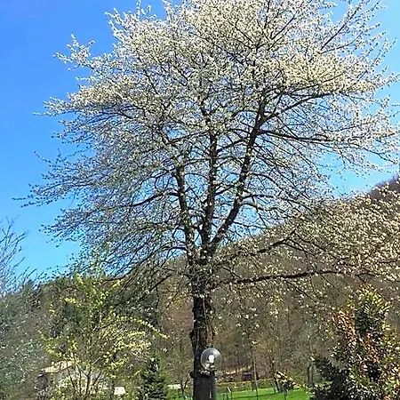Il Ciliegio Di 3* Lurisia