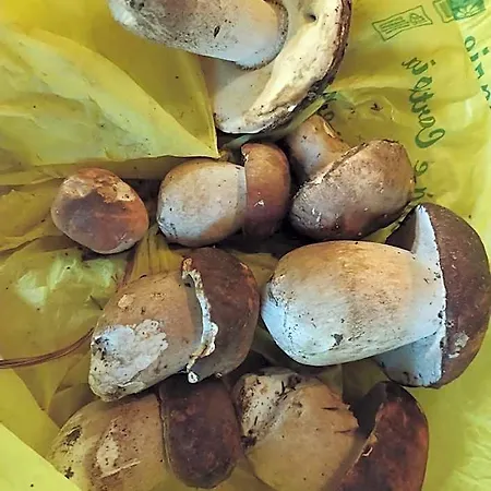 Il Ciliegio Di Lurisia
