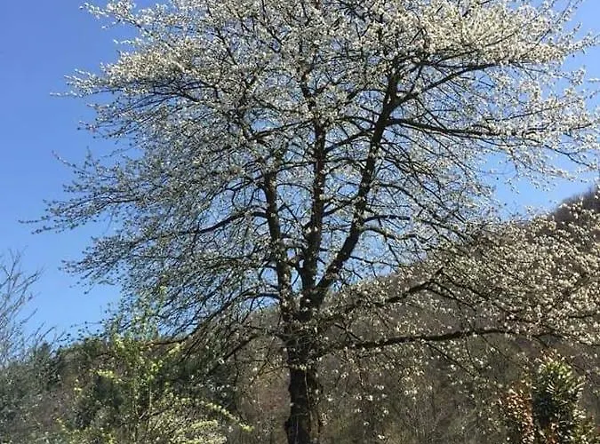 Il Ciliegio Di